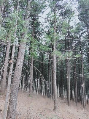 蛟河市天南林场人工红松林（6.06公顷）果实采摘权30年